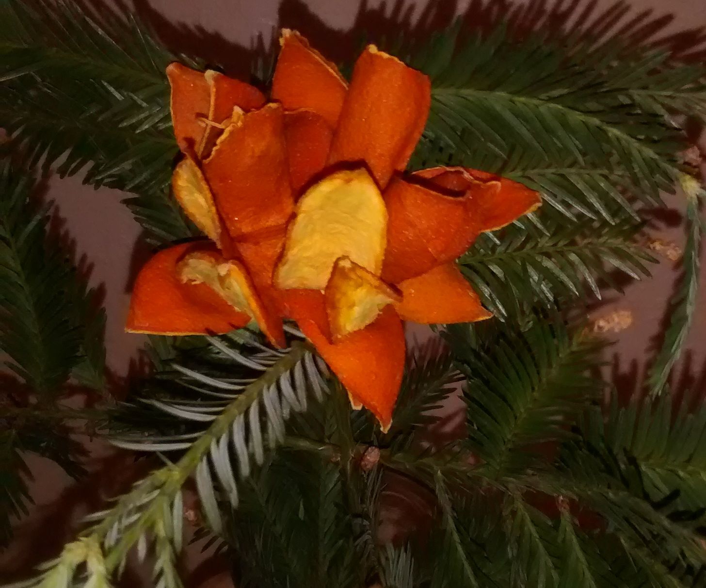 Evergreen Orange Flower