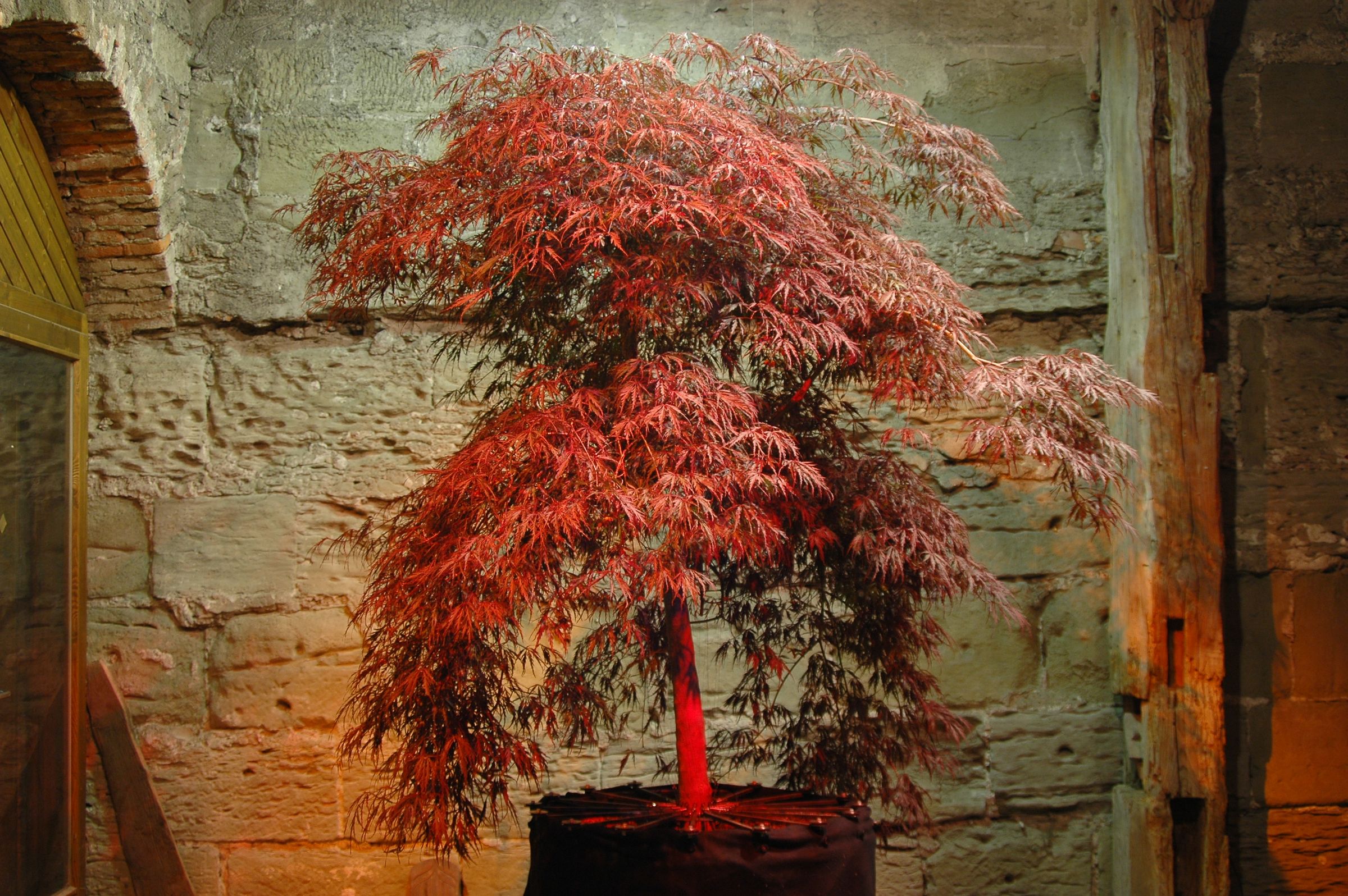 Robotany - Breeze - Robotic Interactive Tree