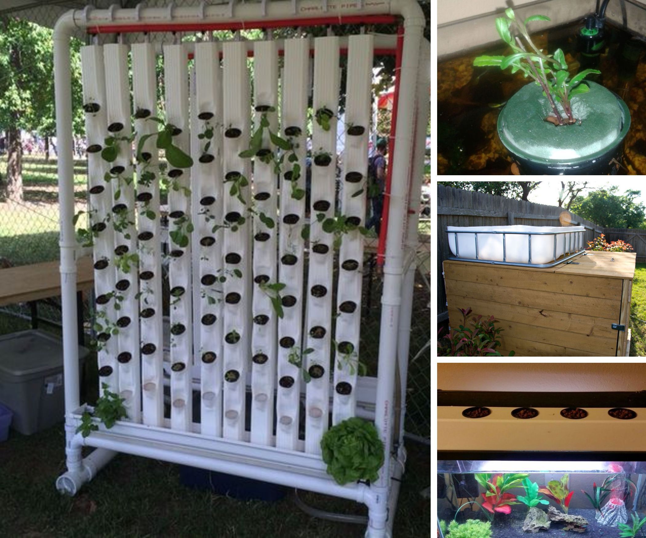 Aquaponics