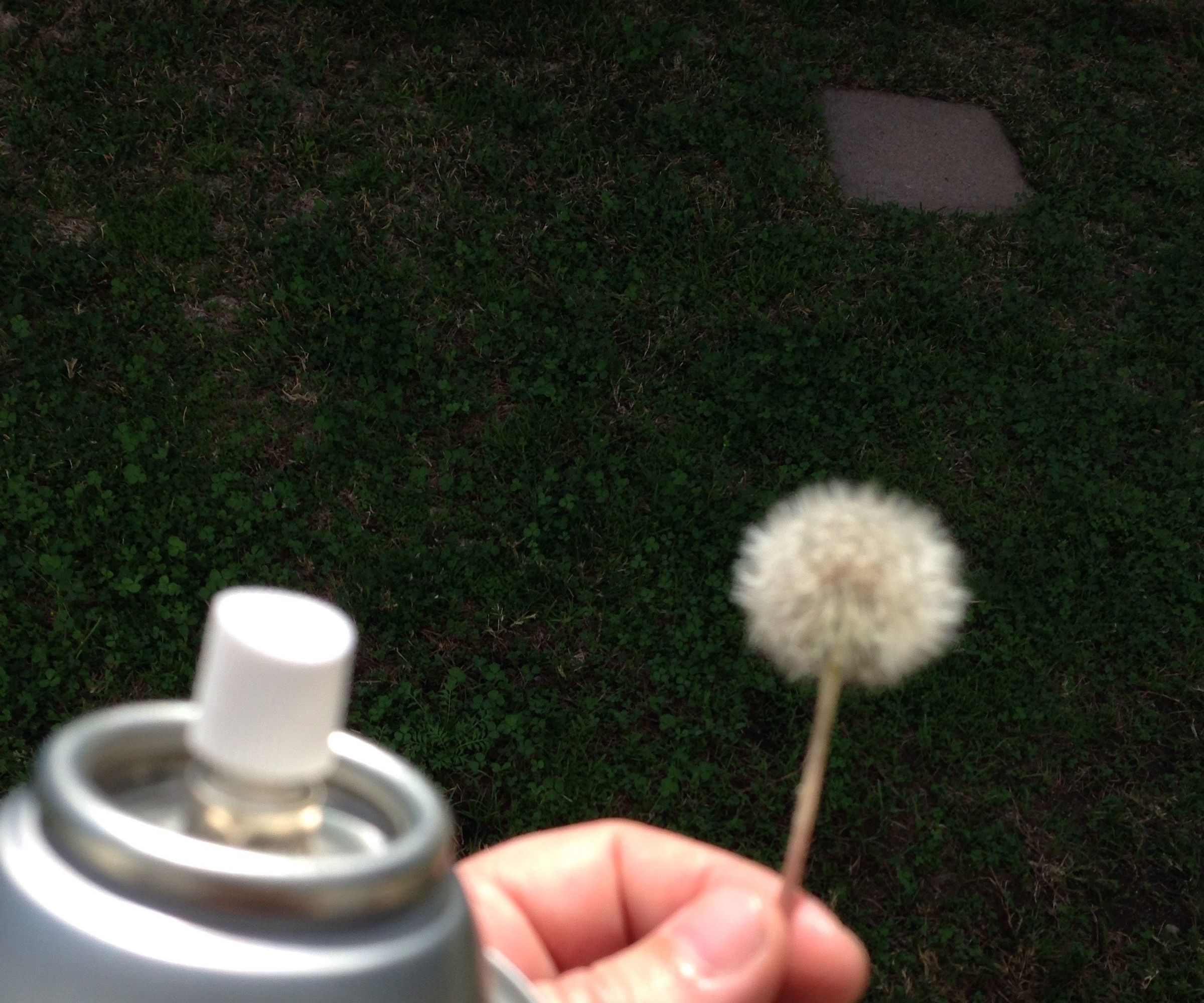 Dandelion Clock in Resin