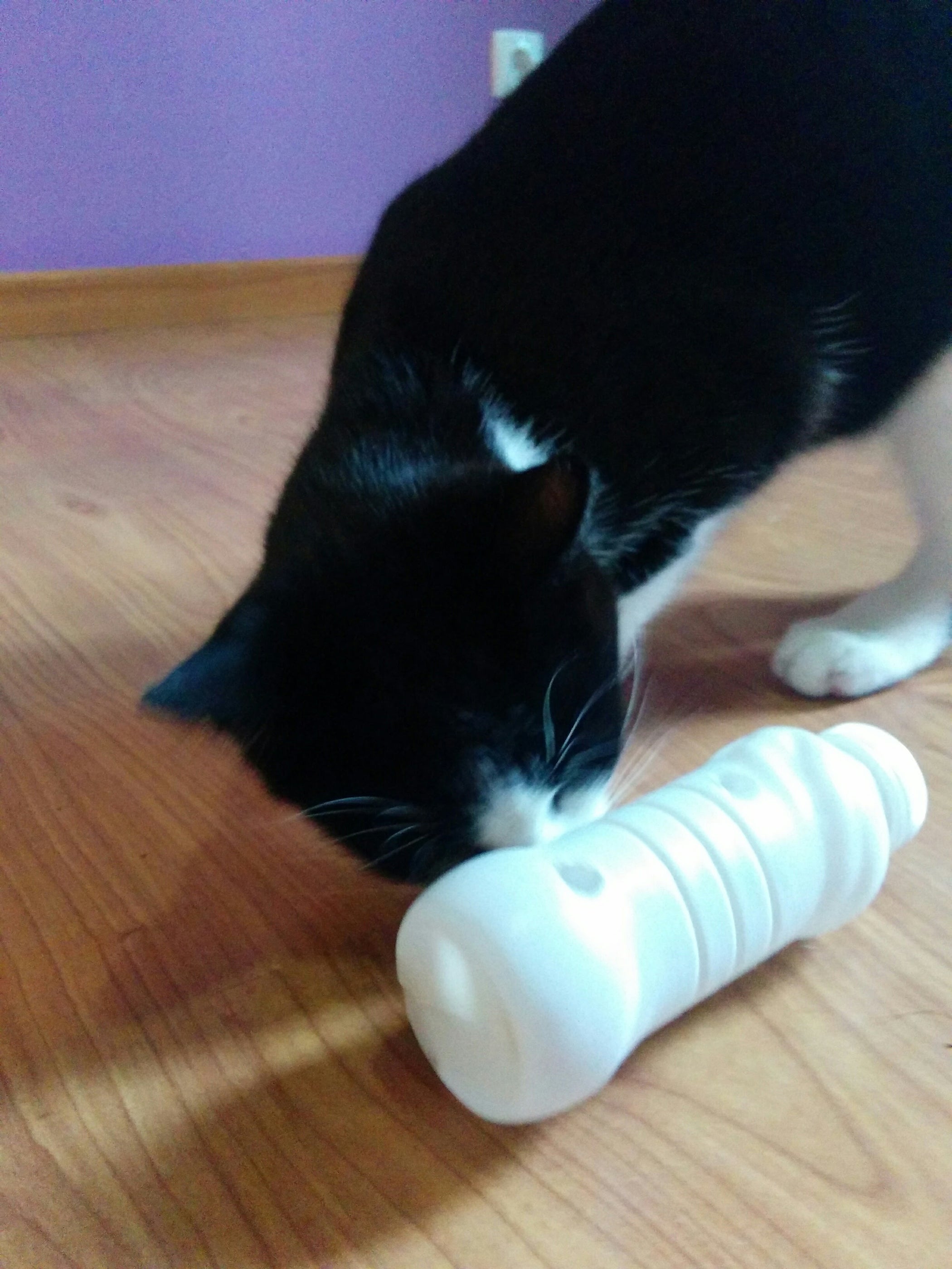 Simple Cat Feeding Toy 3 Steps (with Pictures) Instructables