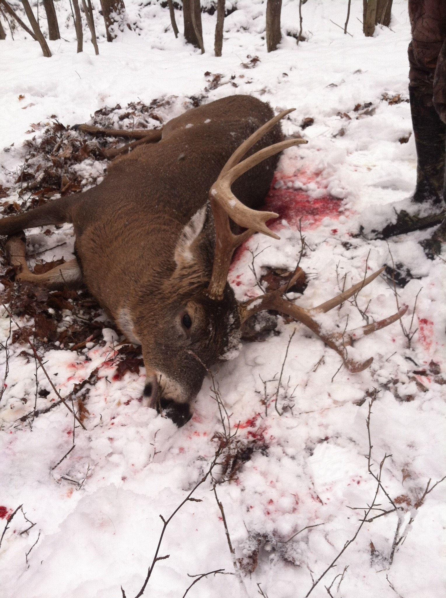 How to Hunt Deer
