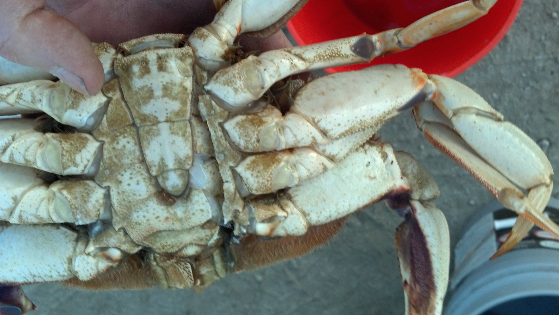 how do you clean a dungeness crab