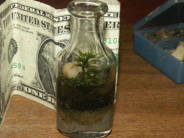 TEENY TINY TERRARIUMS