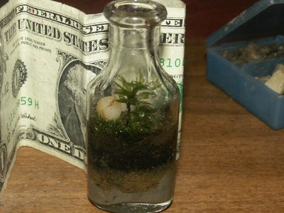 TEENY TINY TERRARIUMS