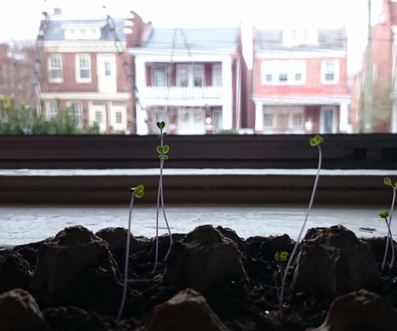 Starting Seedlings in an Egg Carton