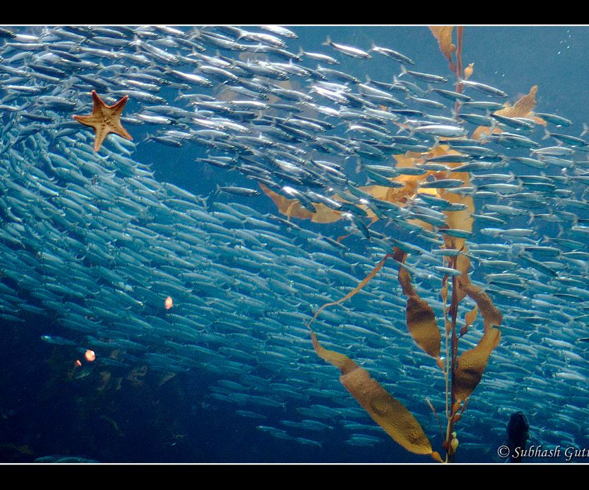 AquaEco