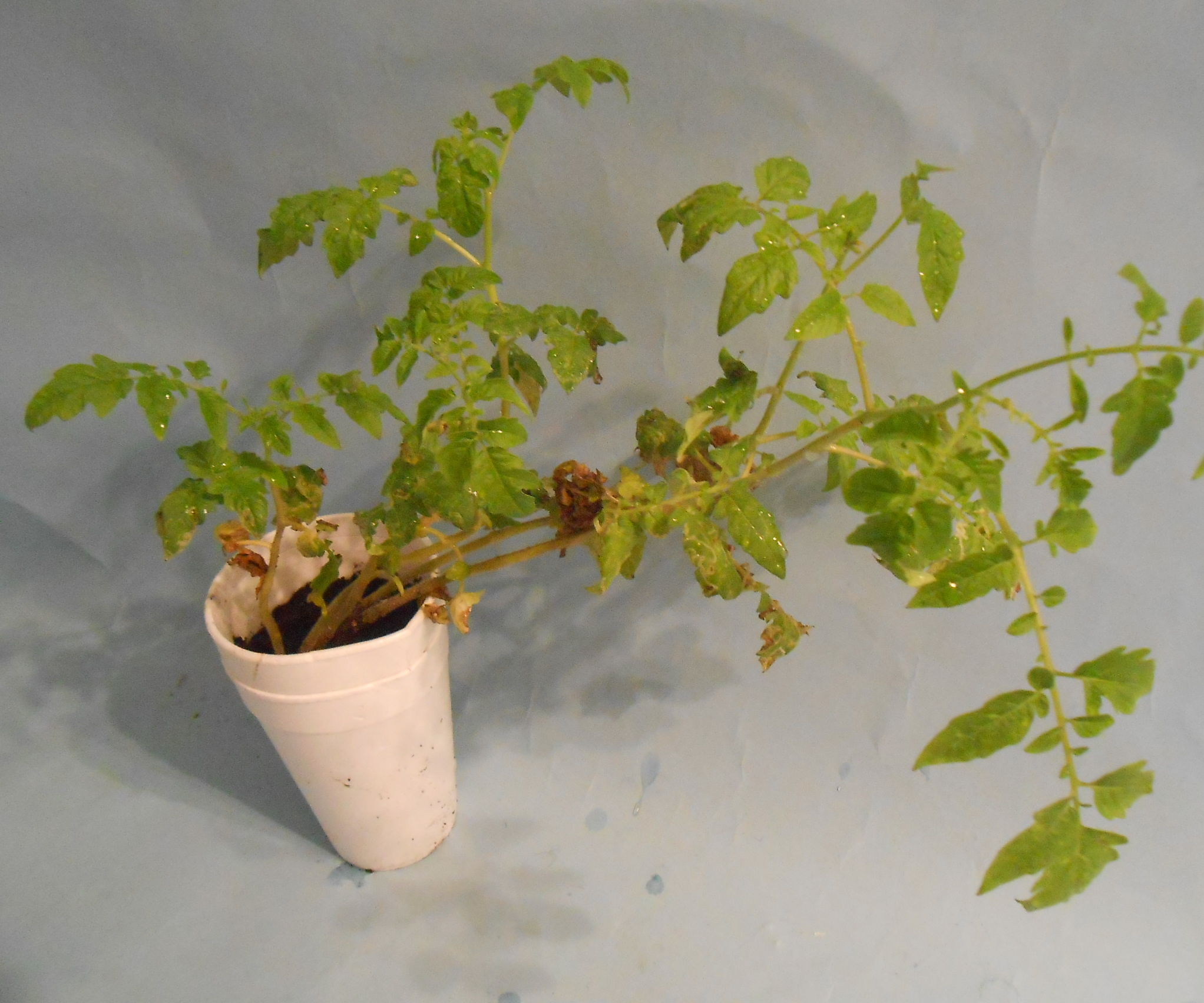 How to Grow Tomatoes Indoors2