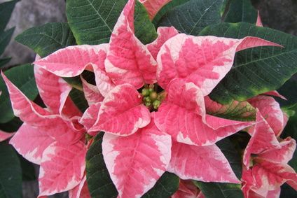 Care of Poinsettia Plants After Christmas