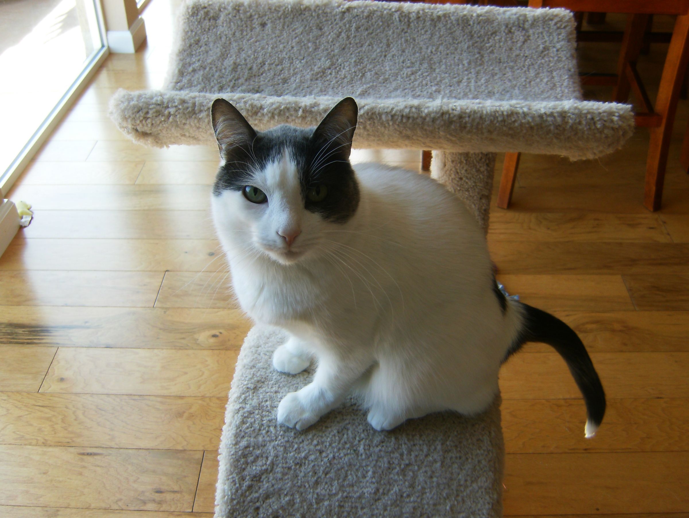 No-Stoop Cat Litter Box
