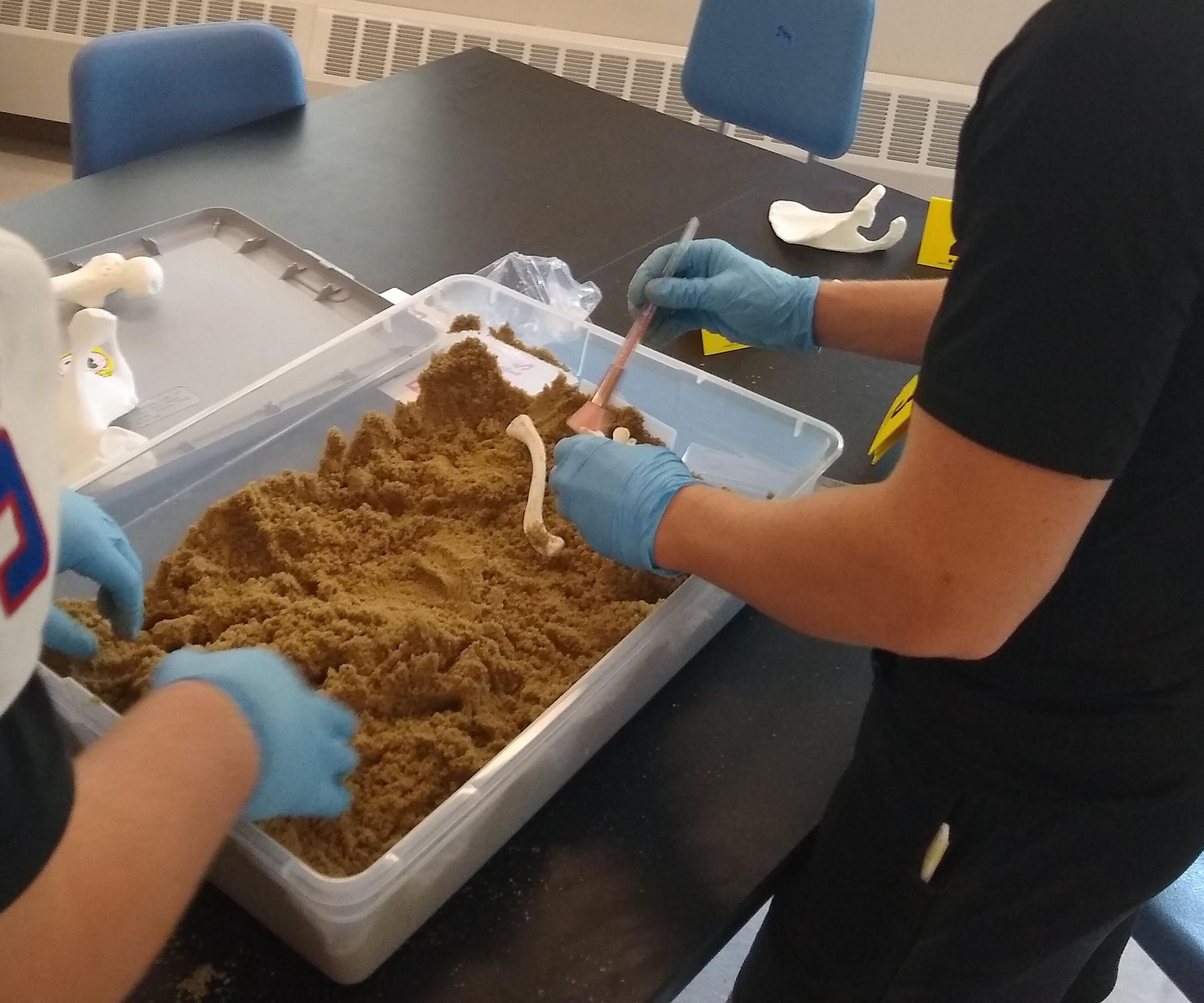 Forensic Anthropology With 3D Printed Bones