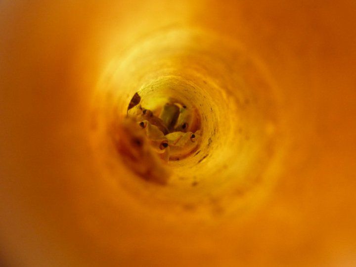 Frog Tubes!