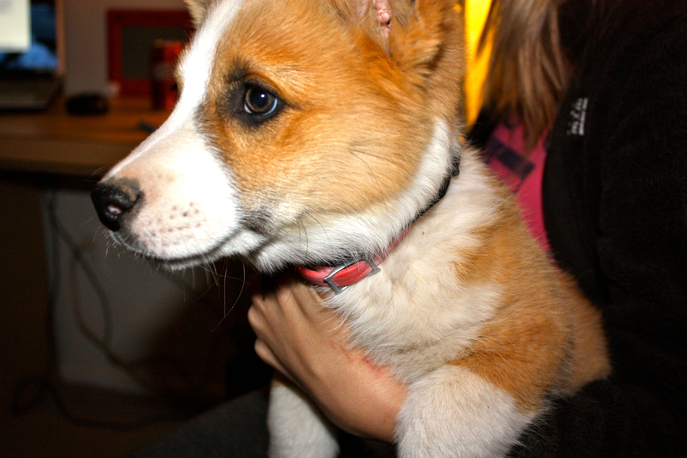 How to Keep Your Dog Healthy Between Groomings