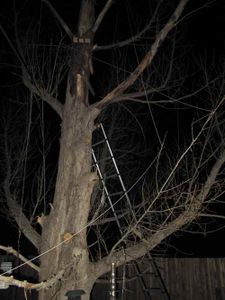 Cutting Down a Tree in Pieces : 21 Steps - Instructables
