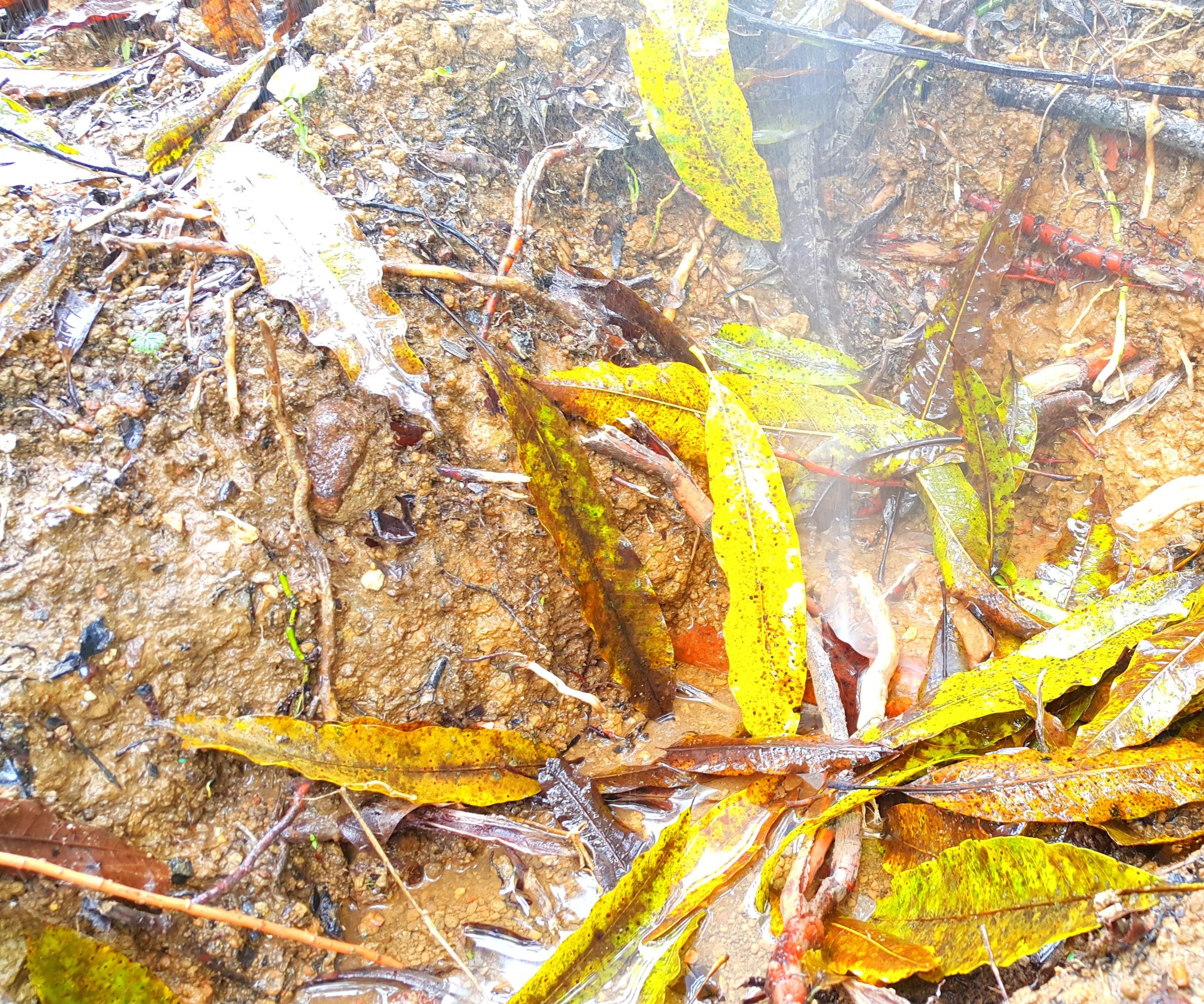 Repair of a Water Mains Leak.