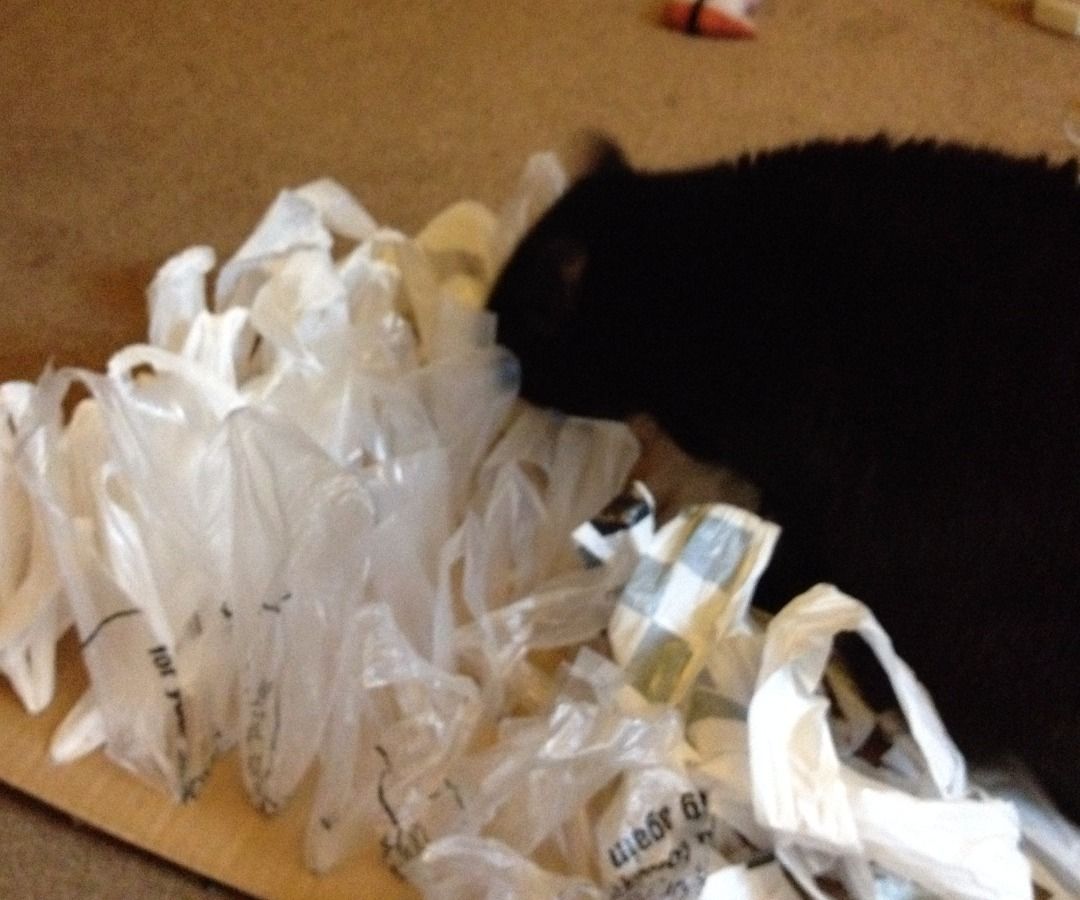 Cheap and Simple Cat Grass Toy