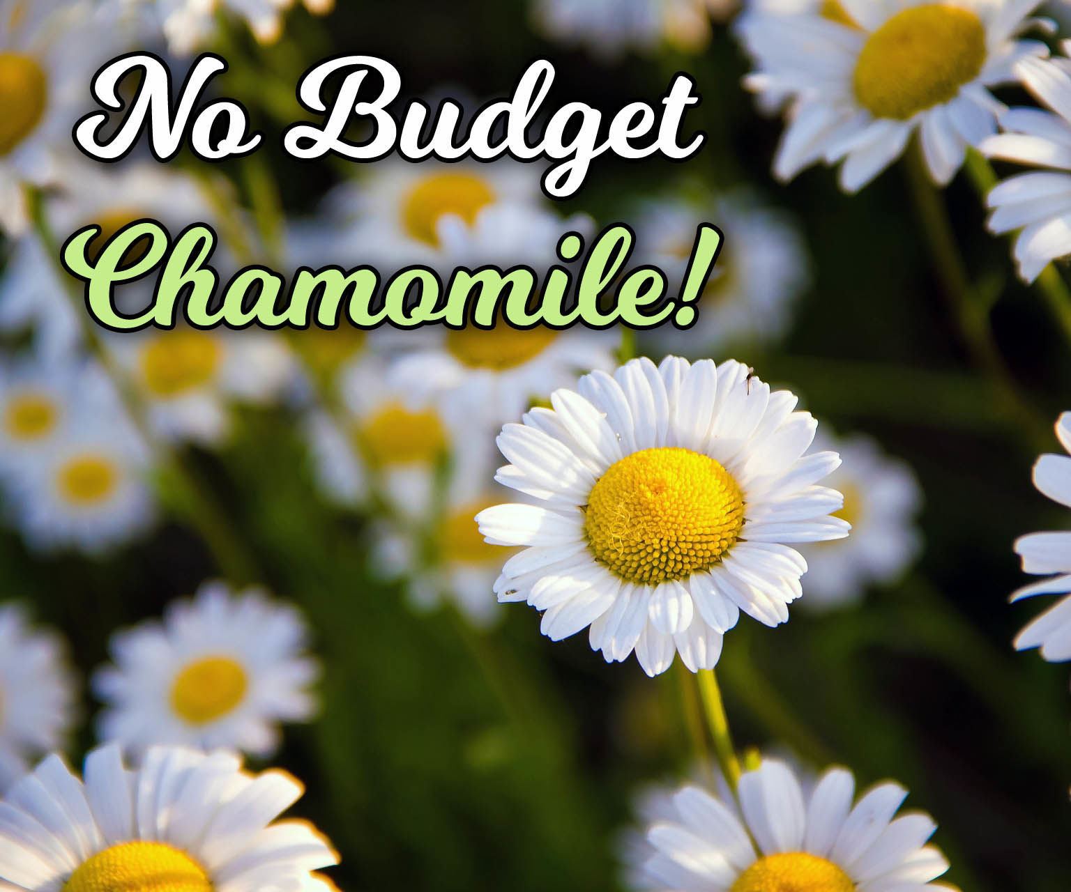 No Budget Chamomile!