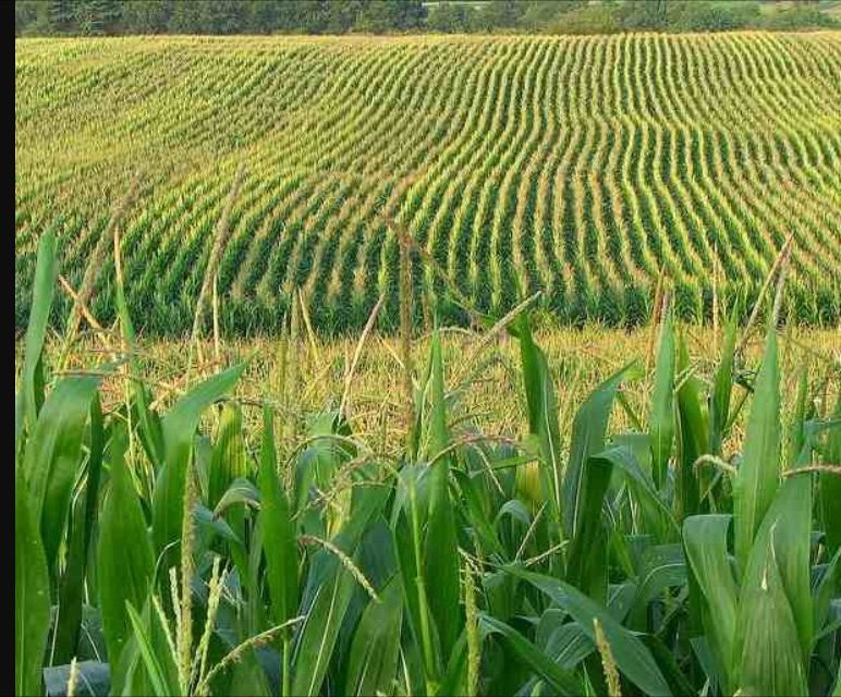  a Green Alternative Fertiliser From Urine