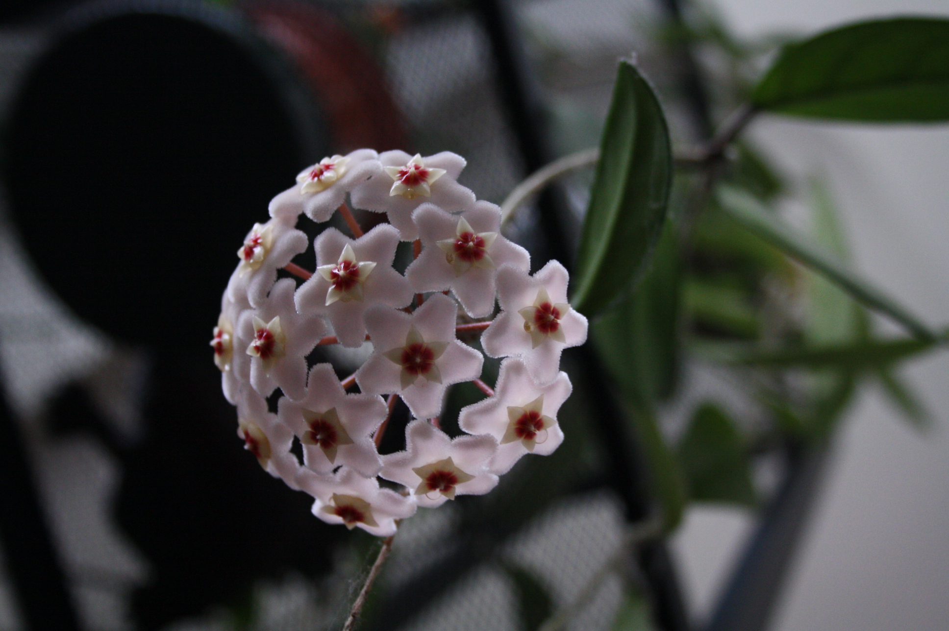 Some Pics of Spring Blooms & Winter Shots (with Pictures) Instructables