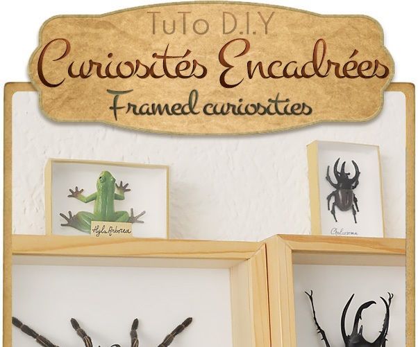 { FRAMED CURIOSITIES } ! Cruelty-free !