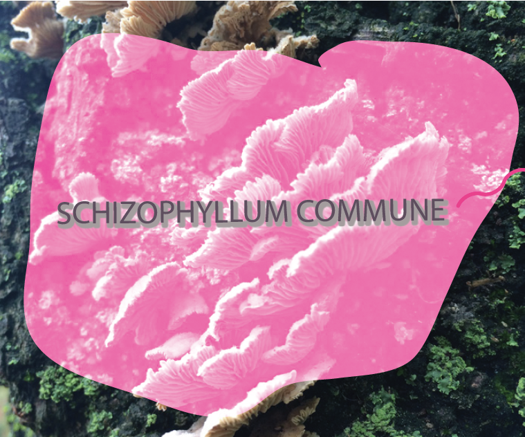 Becoming With Schizophyllum Commune: Create a Sterile Culture From Found Mushrooms