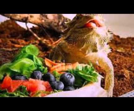 What Can Bearded Dragons Eat