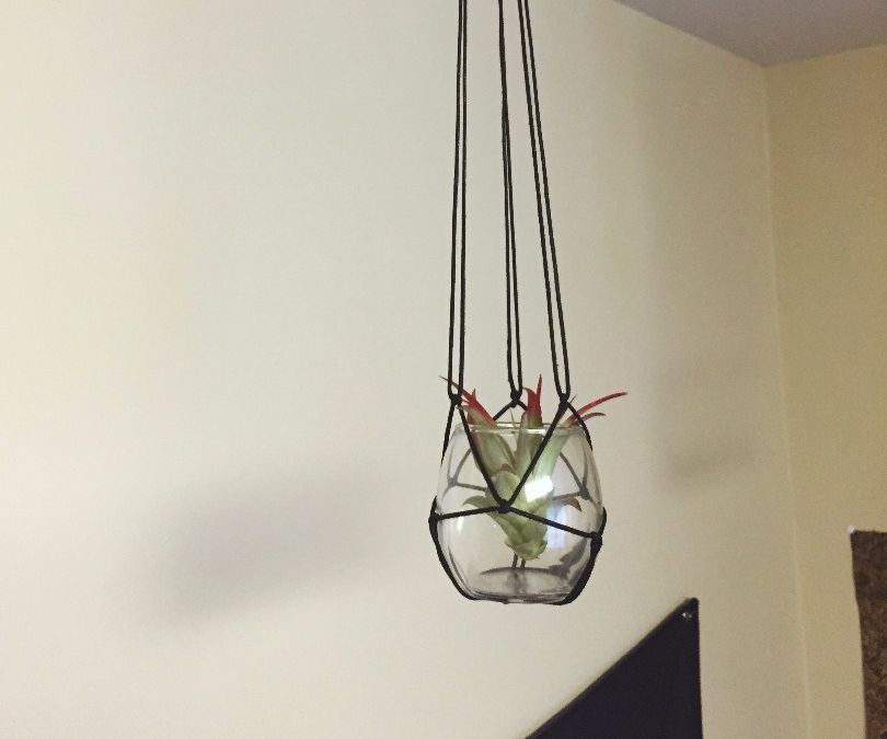Build a Simple, Yet Amazing Air Plant Terrarium