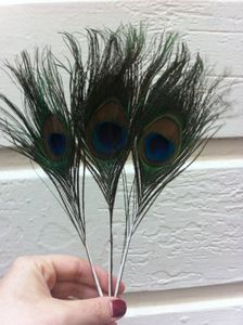 How to Make a Peacock Costume