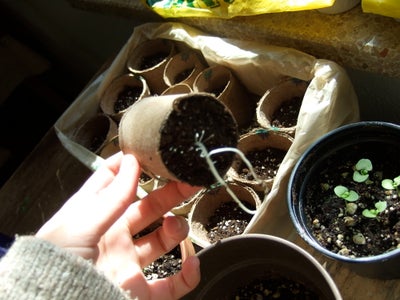 cheapest way to start seeds indoors
