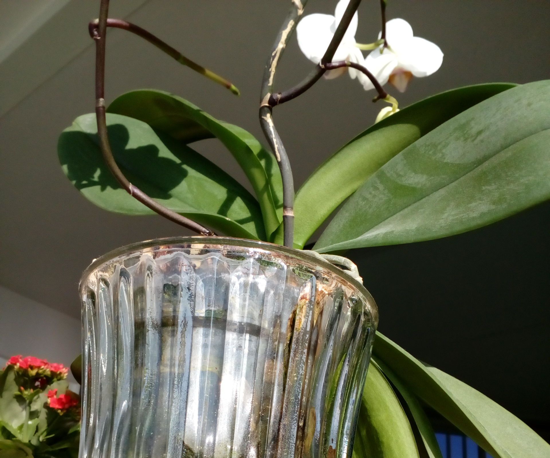 Orchid Hydroculture (or How to Water Your Phals Once a Year) 
