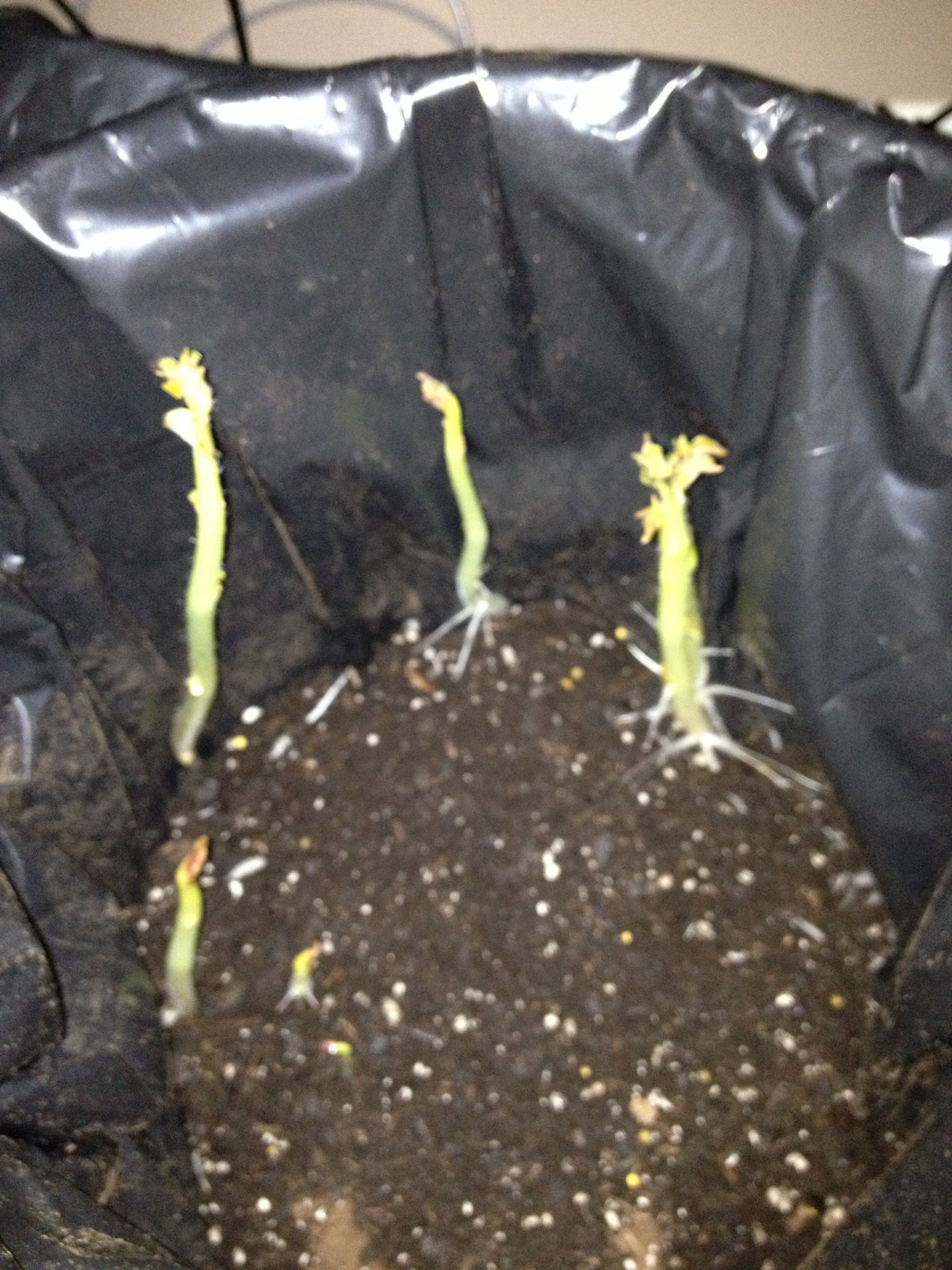 Grow Potatoes in a 5 Gallon Bucket 8 Steps Instructables
