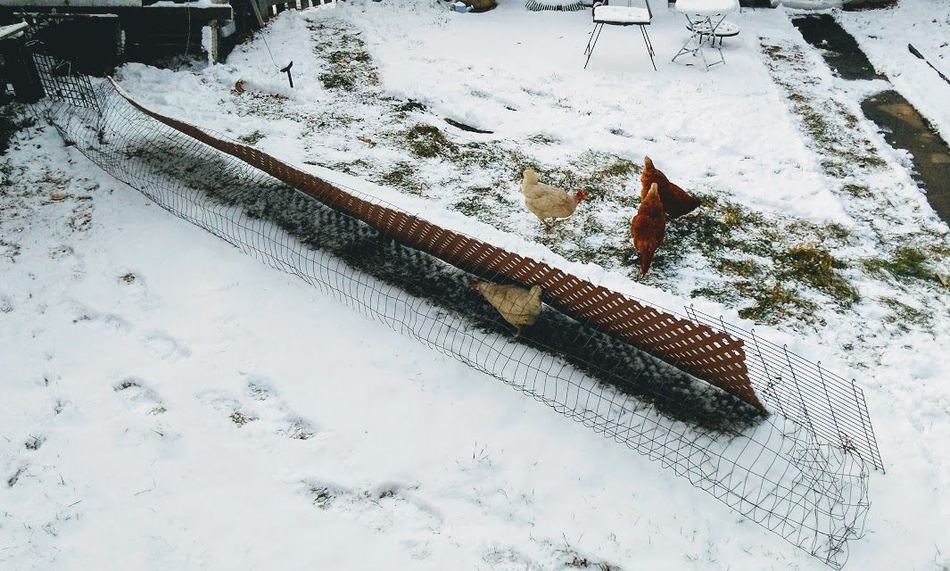 Rotating Run: Chicken Coop Extension : 9 Steps (with Pictures ...