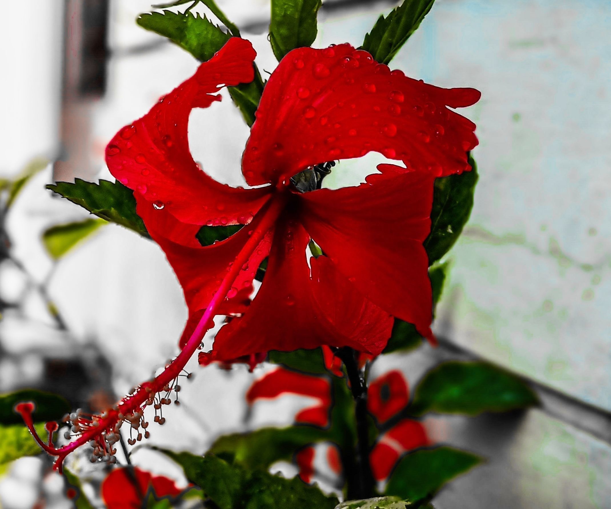 Steps to grow plants from stem cuttings