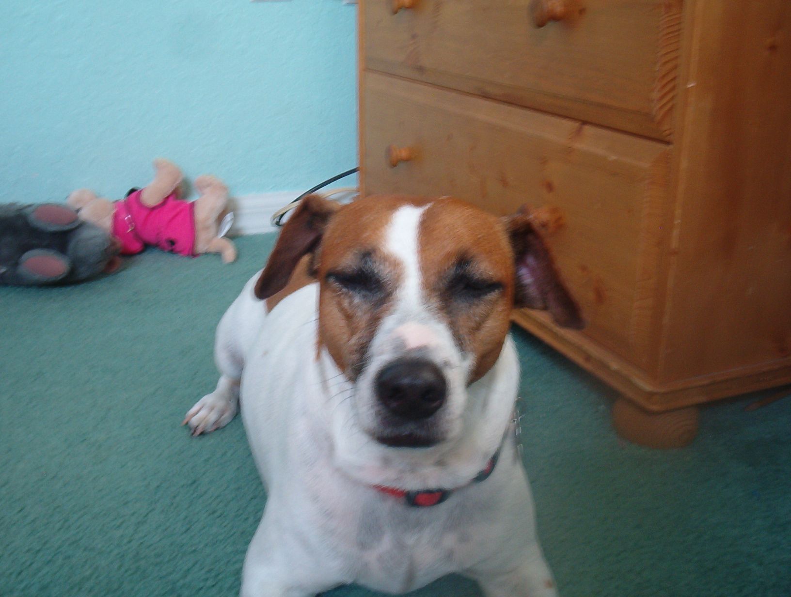 How to Paint Your Dog's Toenails (PAINLESSLY!) 3 Steps Instructables