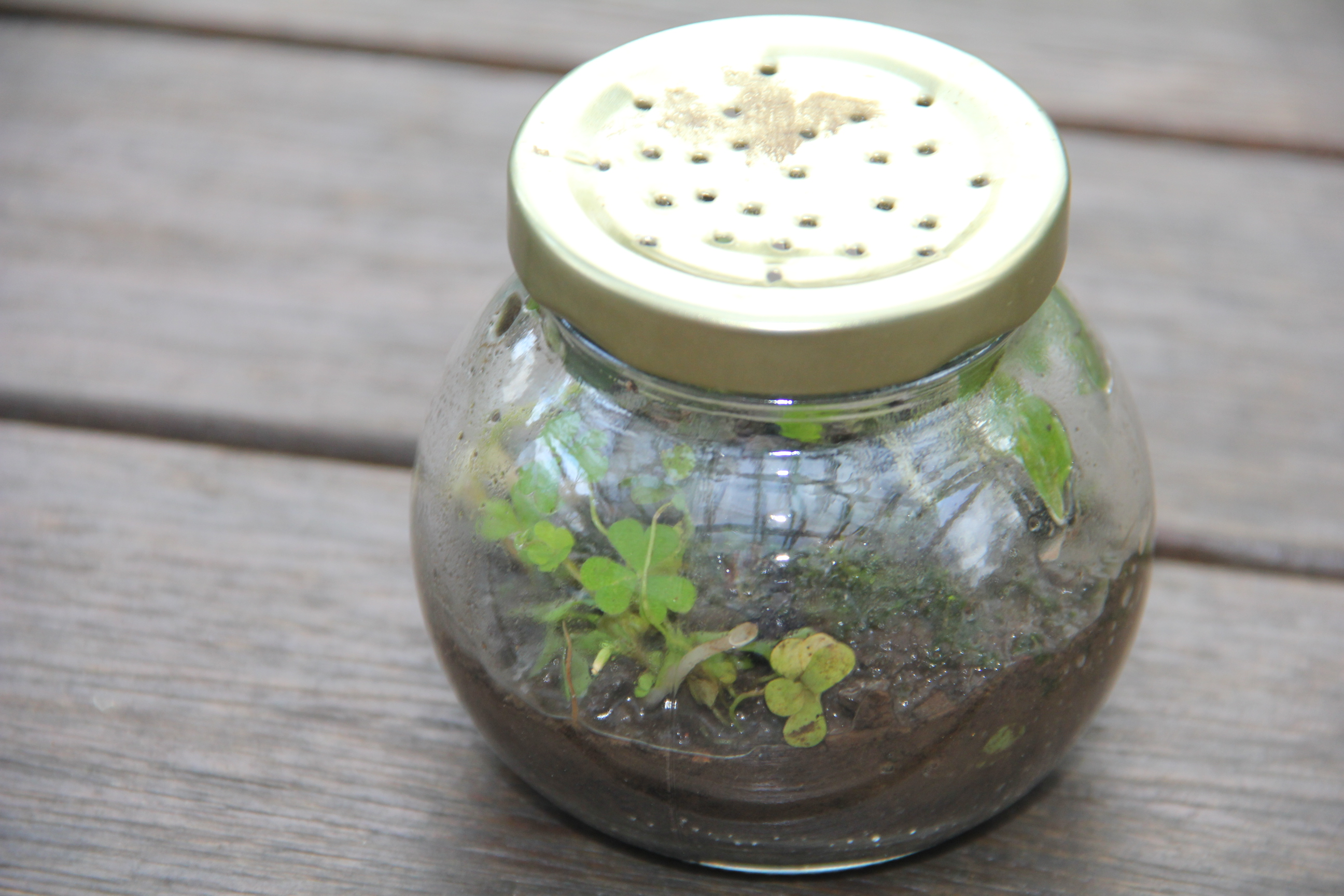 Desk-Top Jam Jar Terrarium