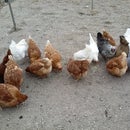 Sprouting Chicken Feed