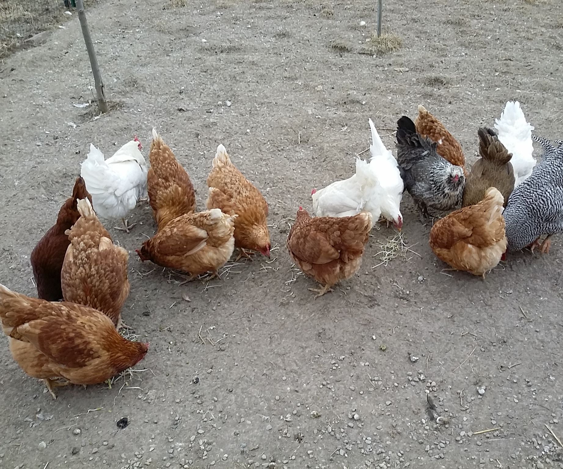 Sprouting Chicken Feed 7 Steps (with Pictures) Instructables