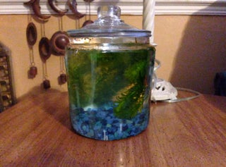 How to Make a Closed Aquatic Ecosystem : 11 Steps (with Pictures