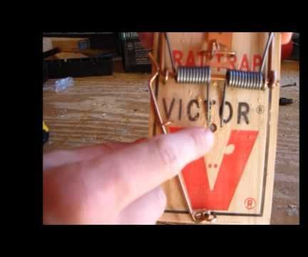 How to Turn a Rat Trap to a Sick Squirrel Trap