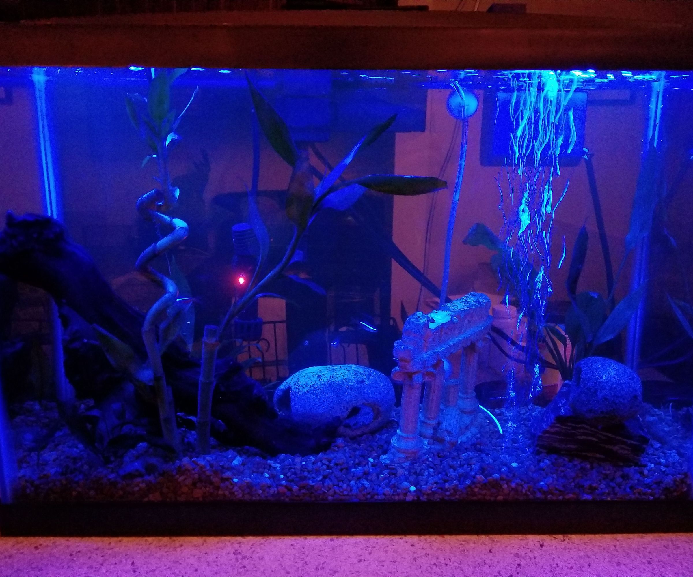 The Ultimate DIY Automatic Fish Feeder: Tier 2