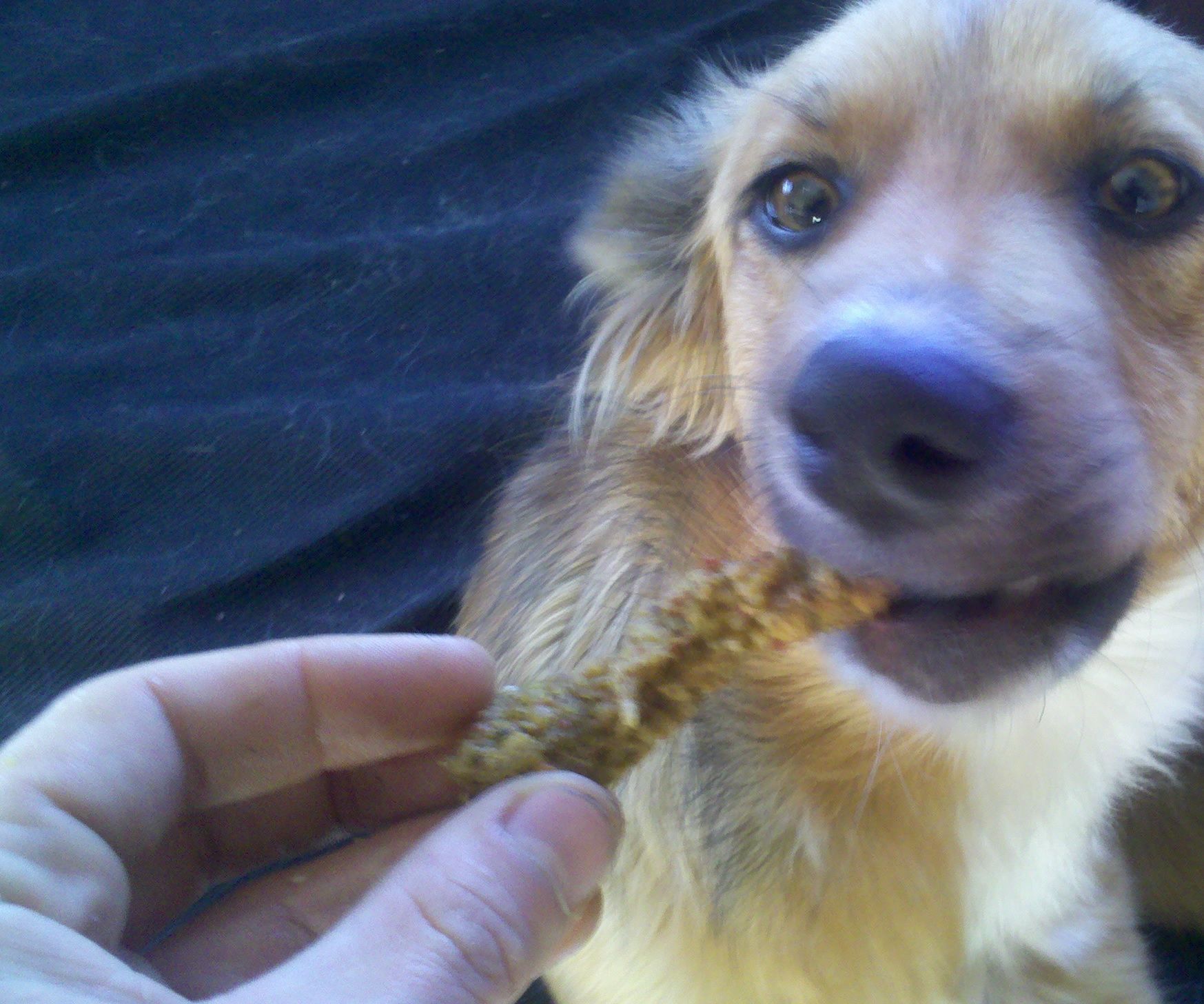 Galletas Para Perros Desde Las Sobras!