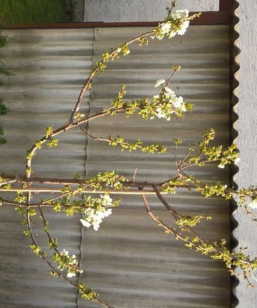 Keeping ants (and lice) out of your tree