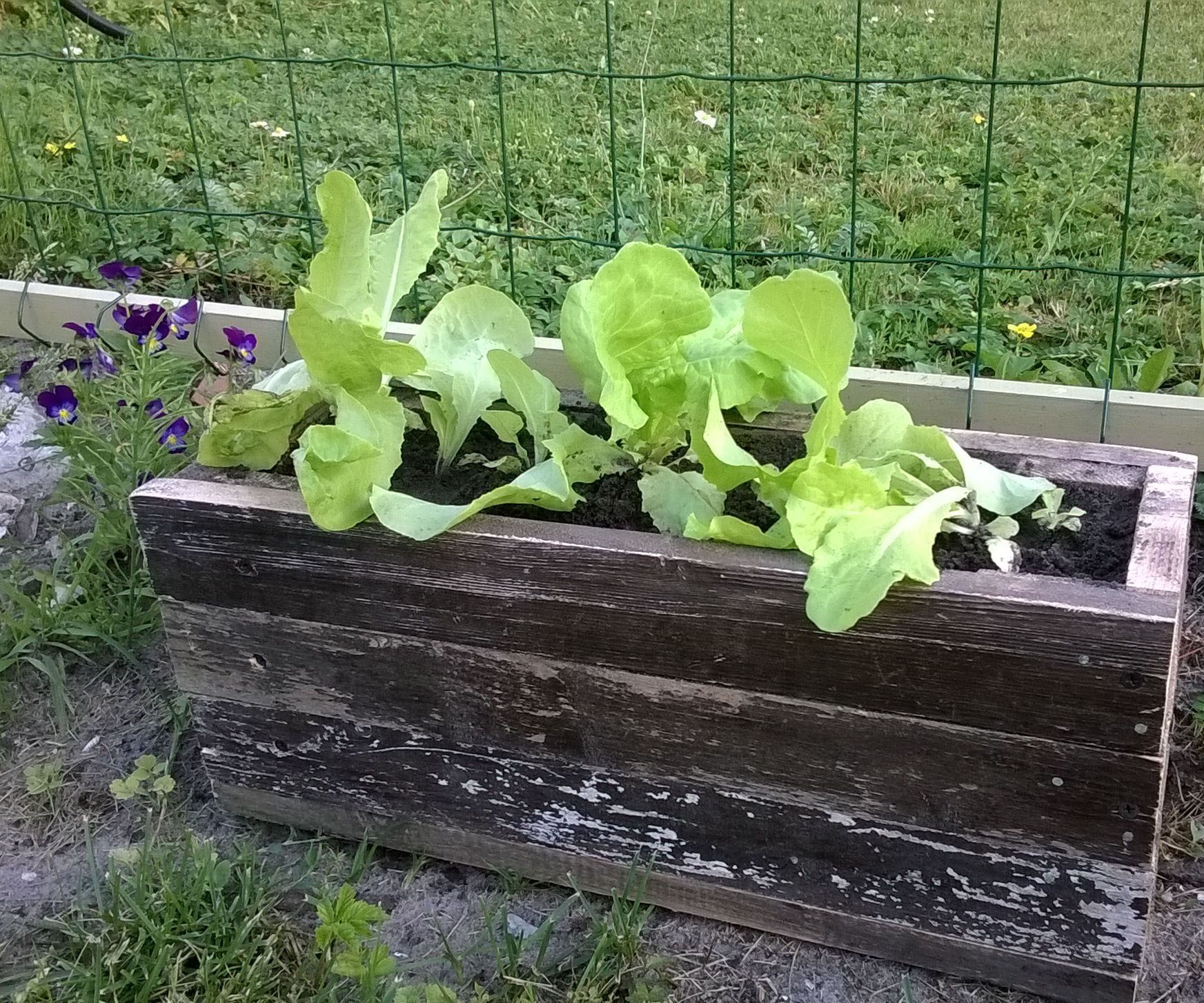 Plant Box