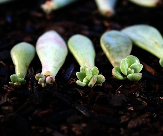 A Great Way to Propagate Your Succulents!