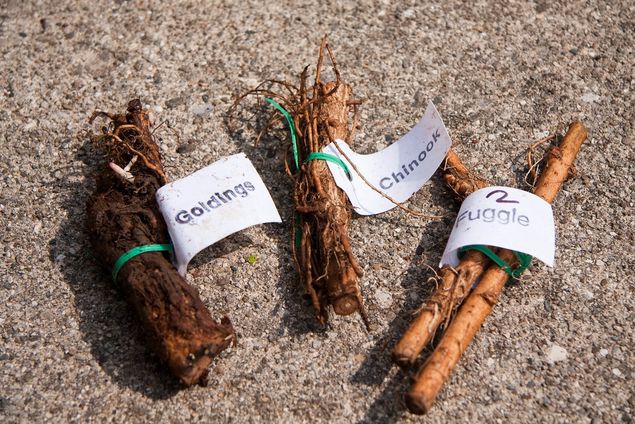 Growing Hops at Home : 9 Steps (with Pictures) - Instructables