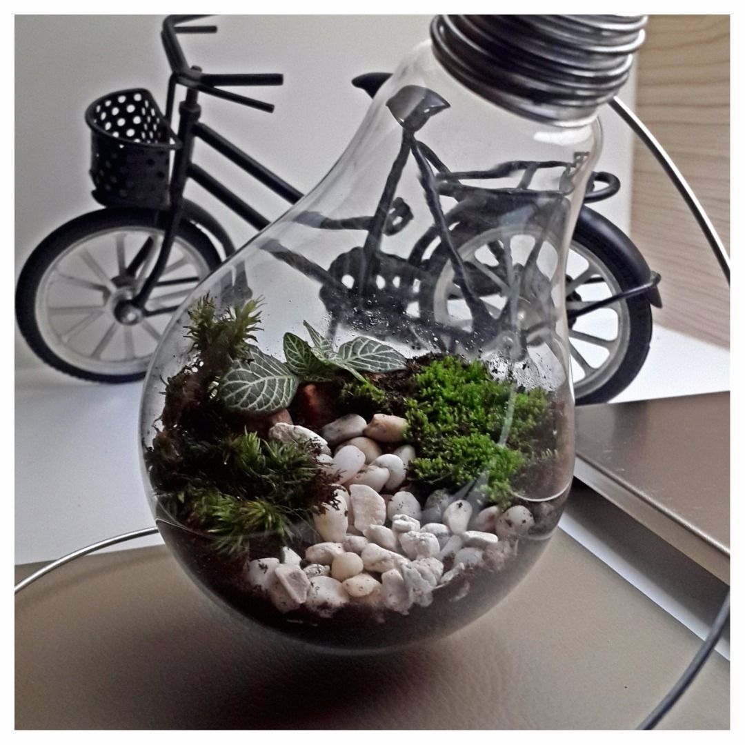 A Terrarium in a Light Bulb 4 Steps Instructables