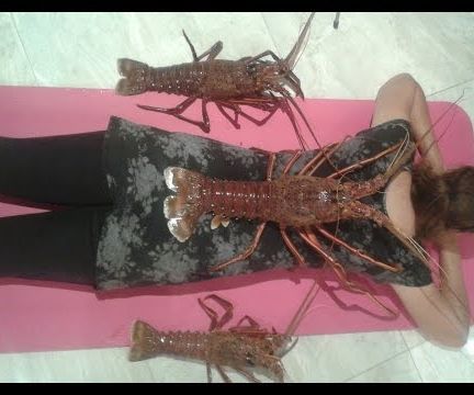 How to Catch Jumbo Crayfish Perth WA (Western Rock Lobster)