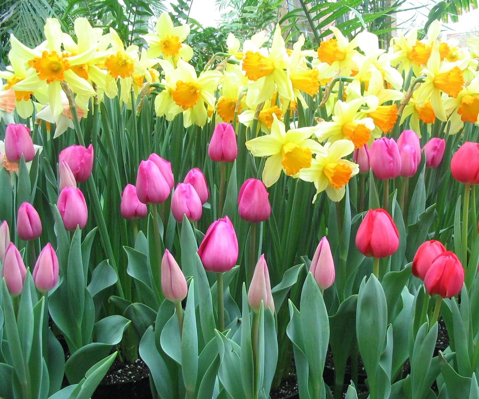 How to Plant a Perennial Garden