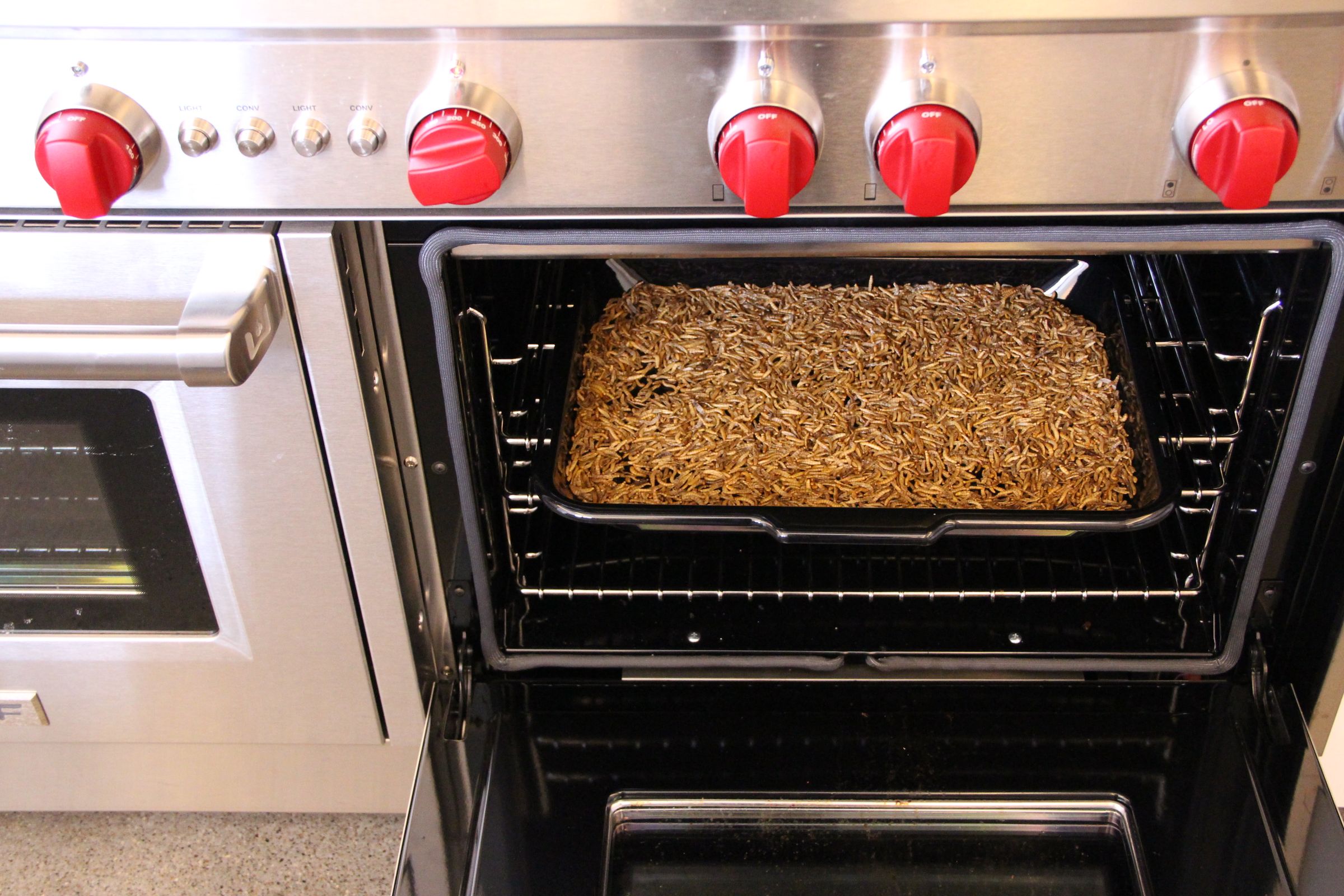 Mealworm Flour 4 Steps (with Pictures) Instructables