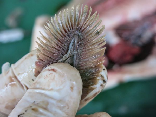 Gar Fish Dissection Fish Dissection! : 11 Steps (with Pictures) - Instructables